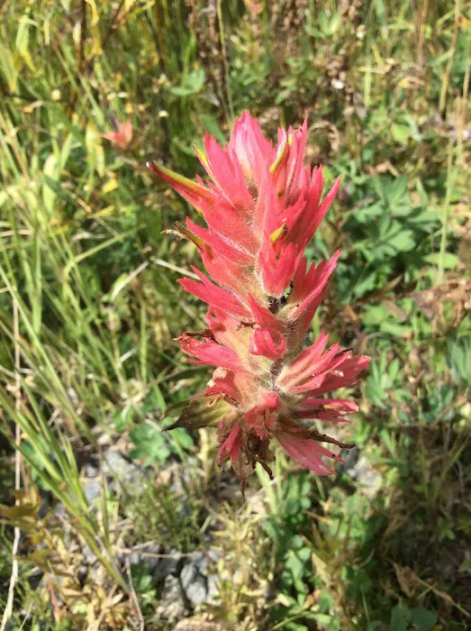 Long Swamp Campground Picture 3