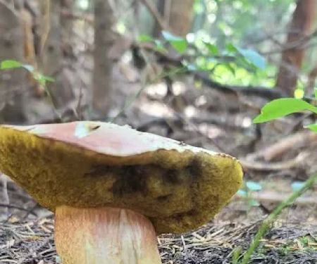 Rainy Lake Campground