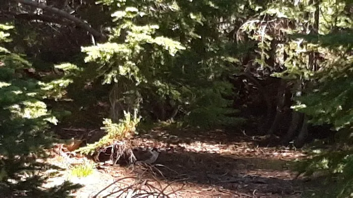 Lost Lake Campground F Loop First Come First Serve Sites Picture 1