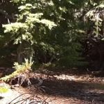 Lost Lake Campground F Loop First Come First Serve Sites