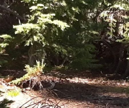 Lost Lake Campground F Loop First Come First Serve Sites