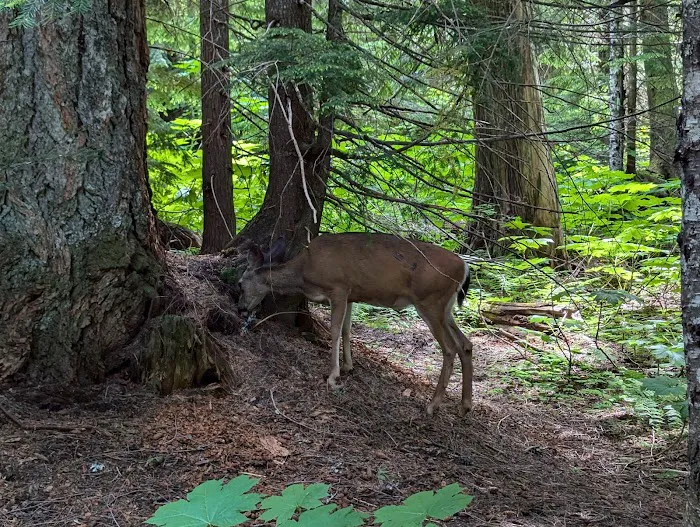 Lost Lake Campground F Loop First Come First Serve Sites Picture 9