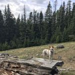 Knebal Springs Campground