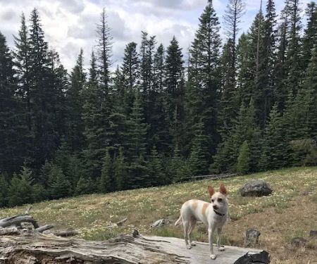 Knebal Springs Campground