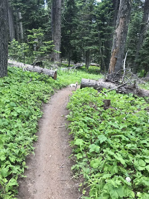 Knebal Springs Campground Picture 3