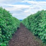 Oostema Farmstead - Peaceful Vacation Rentals and Campground