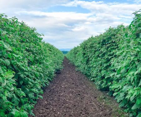 Oostema Farmstead - Peaceful Vacation Rentals and Campground