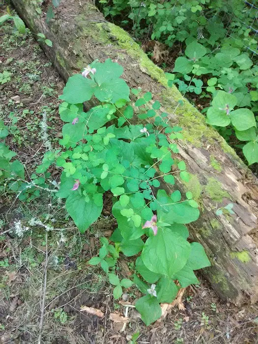 Barton Campground Picture 9