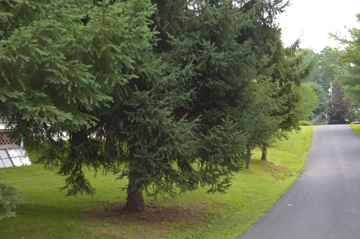 Blue Ridge Mobile Home Park Picture 3