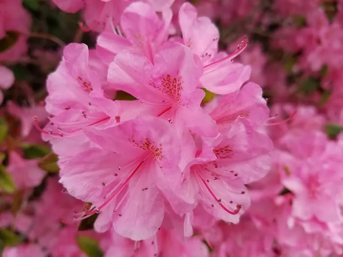 Hamlet Manufactured Home Community Picture 10