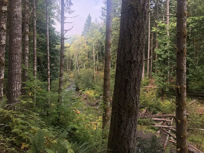 Gales Creek Campground Picture 6