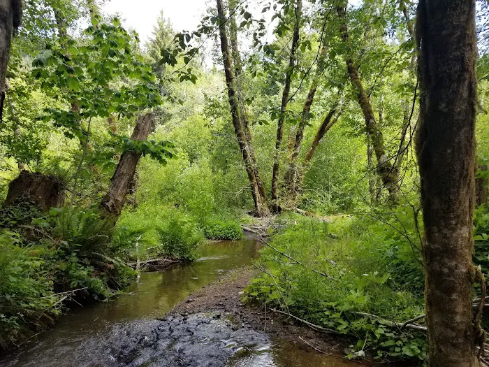 Gales Creek Campground Picture 9