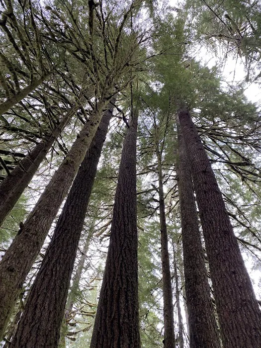 Lost Creek Campground Picture 4