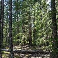 McNeil Campground ico