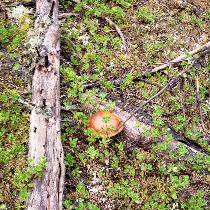 McNeil Campground Picture 2