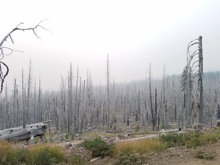 Cloud Cap Saddle Campground Picture 8