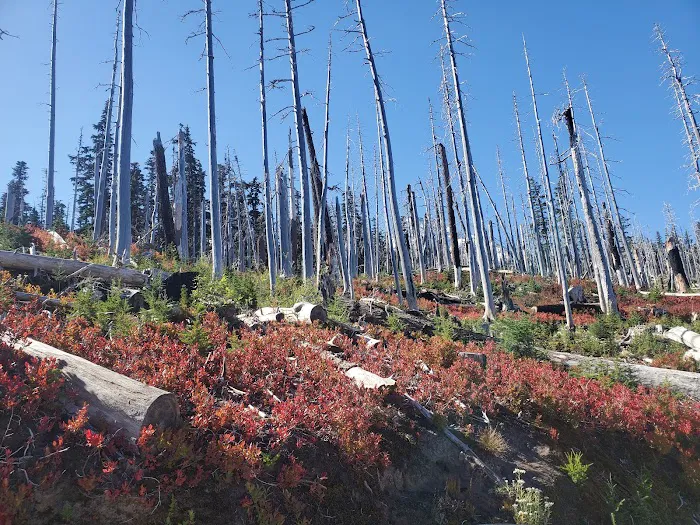 Tilly Jane Campground Picture 4