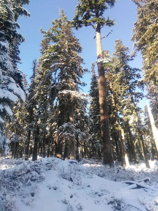 Tilly Jane Campground Picture 10