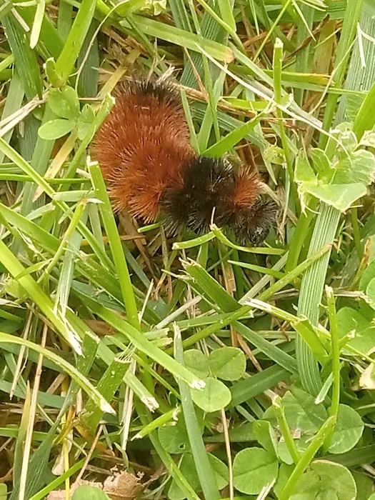 Little Creek Manufactured Home Community Picture 1