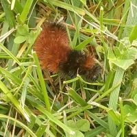 Little Creek Manufactured Home Community ico