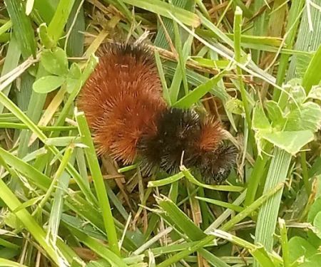 Little Creek Manufactured Home Community