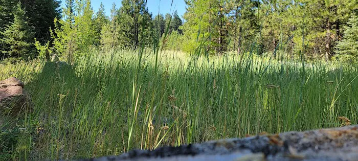 Lower Eightmile Crossing Campground Picture 4