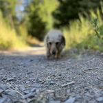 Lower Eightmile Crossing Campground