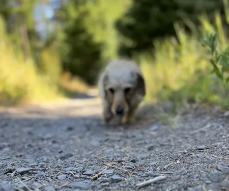 Lower Eightmile Crossing Campground
