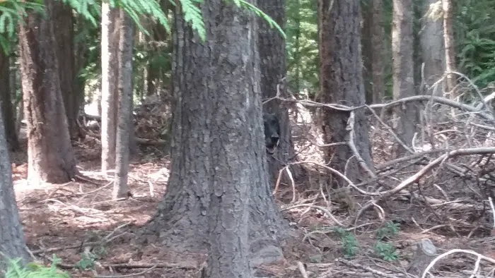 Pebble Ford Campground Picture 9