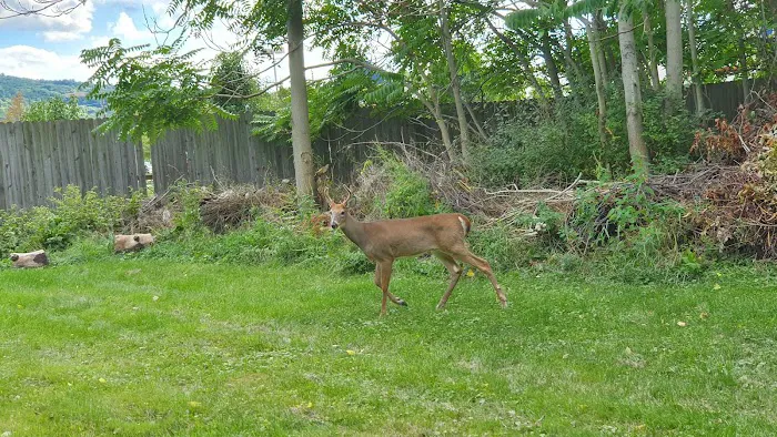 Nate's Floral Estates Picture 1