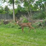 Nate's Floral Estates