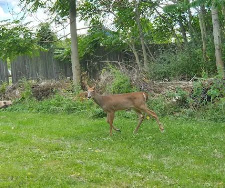 Nate's Floral Estates
