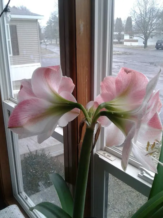 Nate's Floral Estates Picture 2