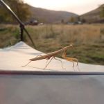 Lone Tree Campground