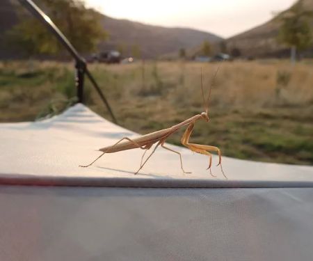 Lone Tree Campground