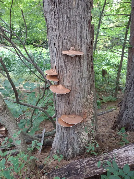 Scandia Park Picture 7