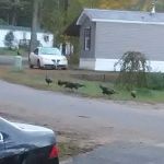 Interlakes Mobile Home Park