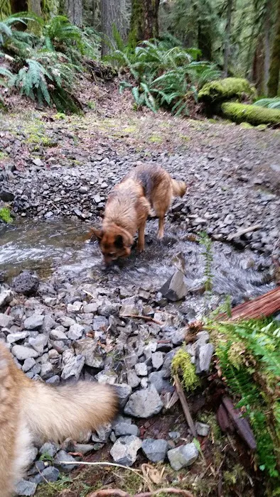 Roaring River Campground Picture 5