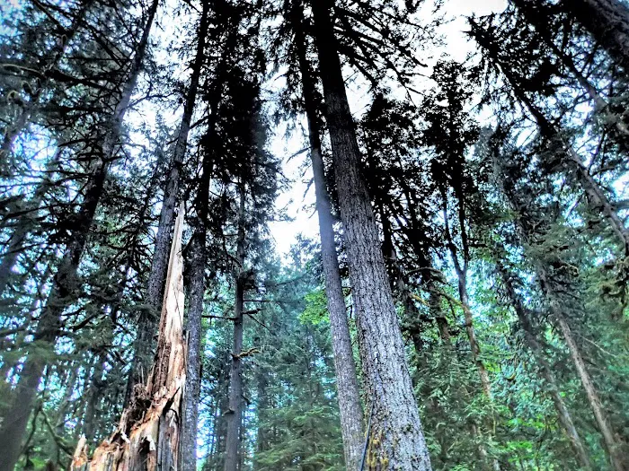 Roaring River Campground Picture 9