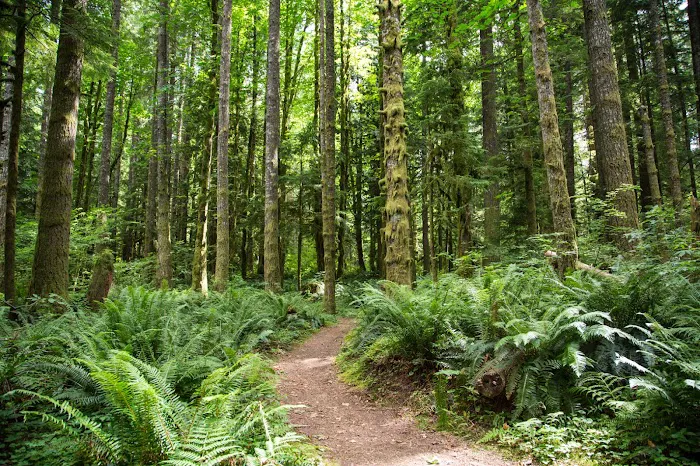 Mt. Hood Village Campground Picture 3