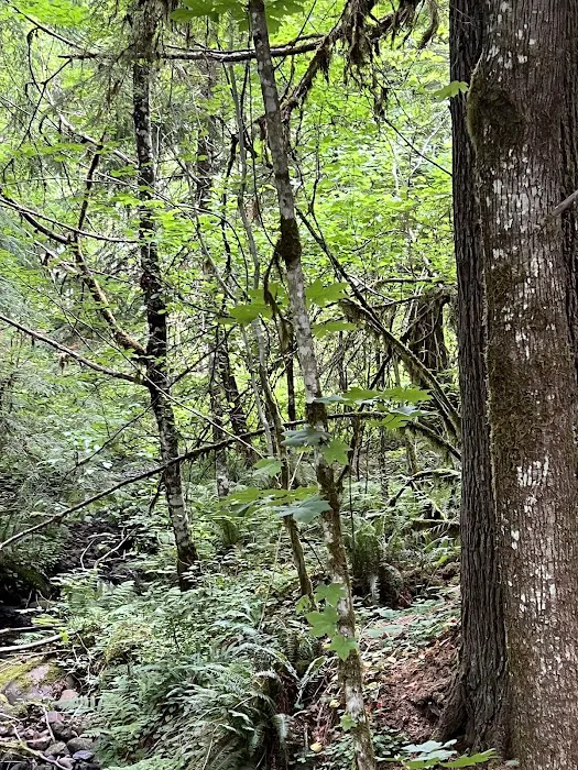 Doug Fir Glen Picture 1