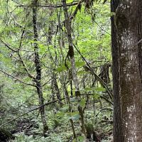 Doug Fir Glen ico