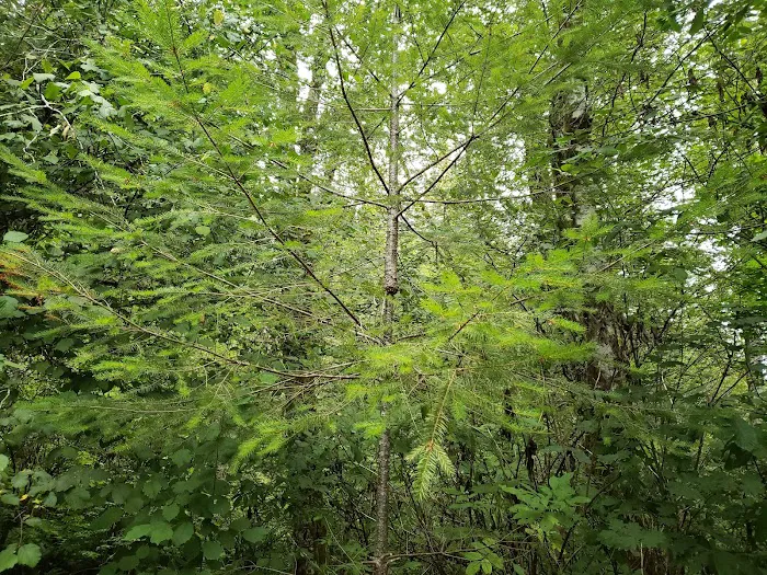 Keenig Creek Campground Picture 1