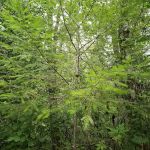 Keenig Creek Campground