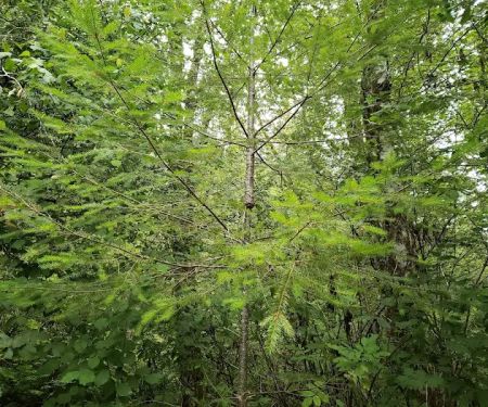 Keenig Creek Campground