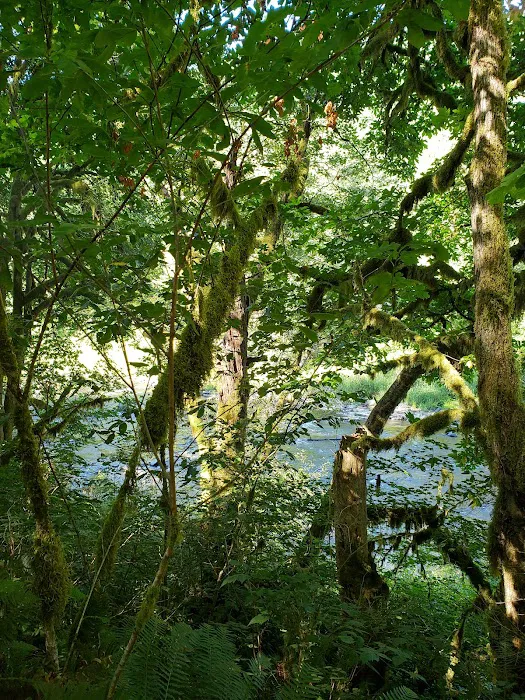 Trask River County Campground Picture 3