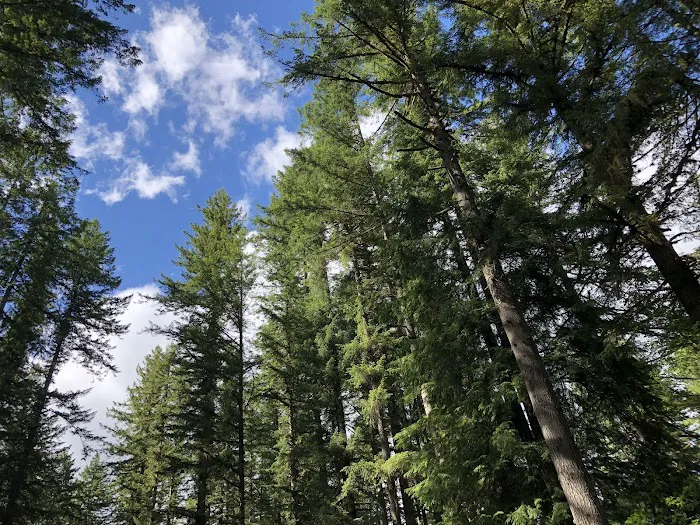 Trask River County Campground Picture 6