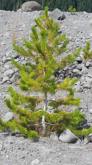 Alpine Campground Picture 2