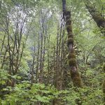 Camp Creek Campground