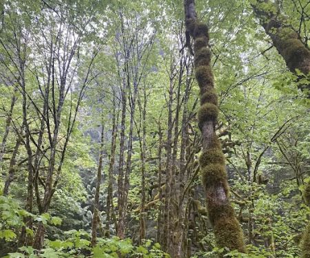 Camp Creek Campground